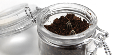 putting the seeds in potting soil